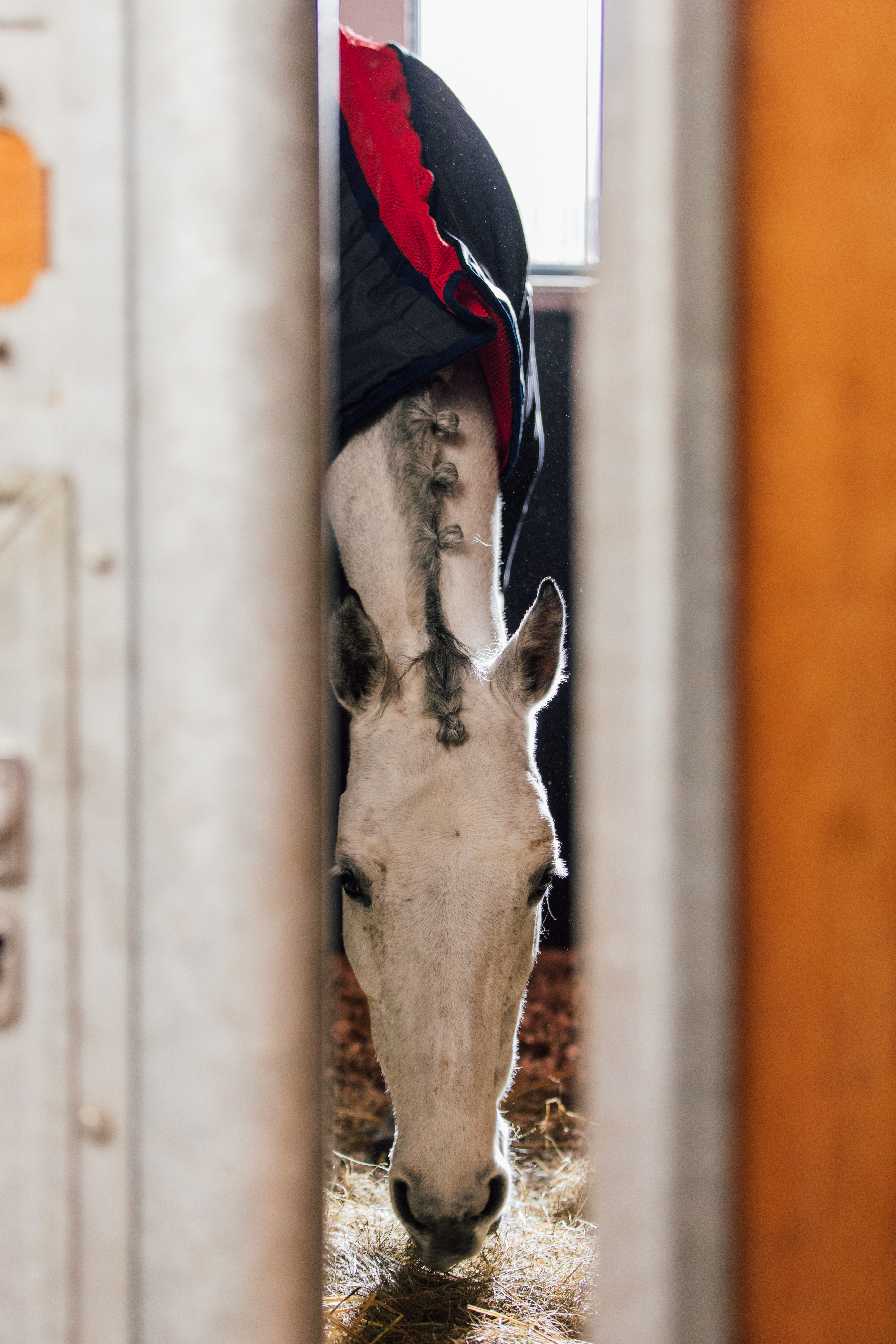 Pferd mit Activo-Med Decke durch die Boxentür fotografiert 