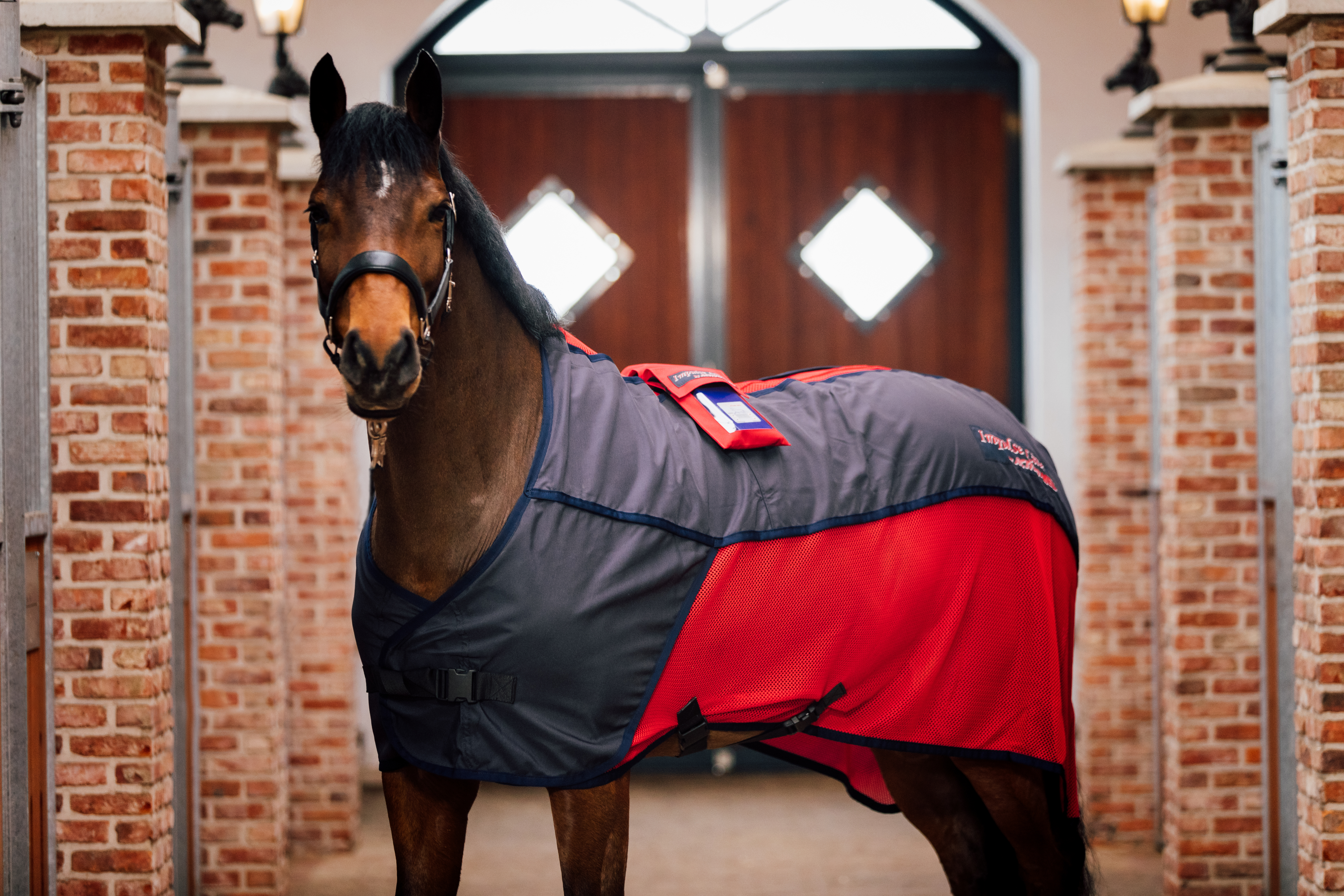 Pferd mit Activo-Med Decke Modell Relax