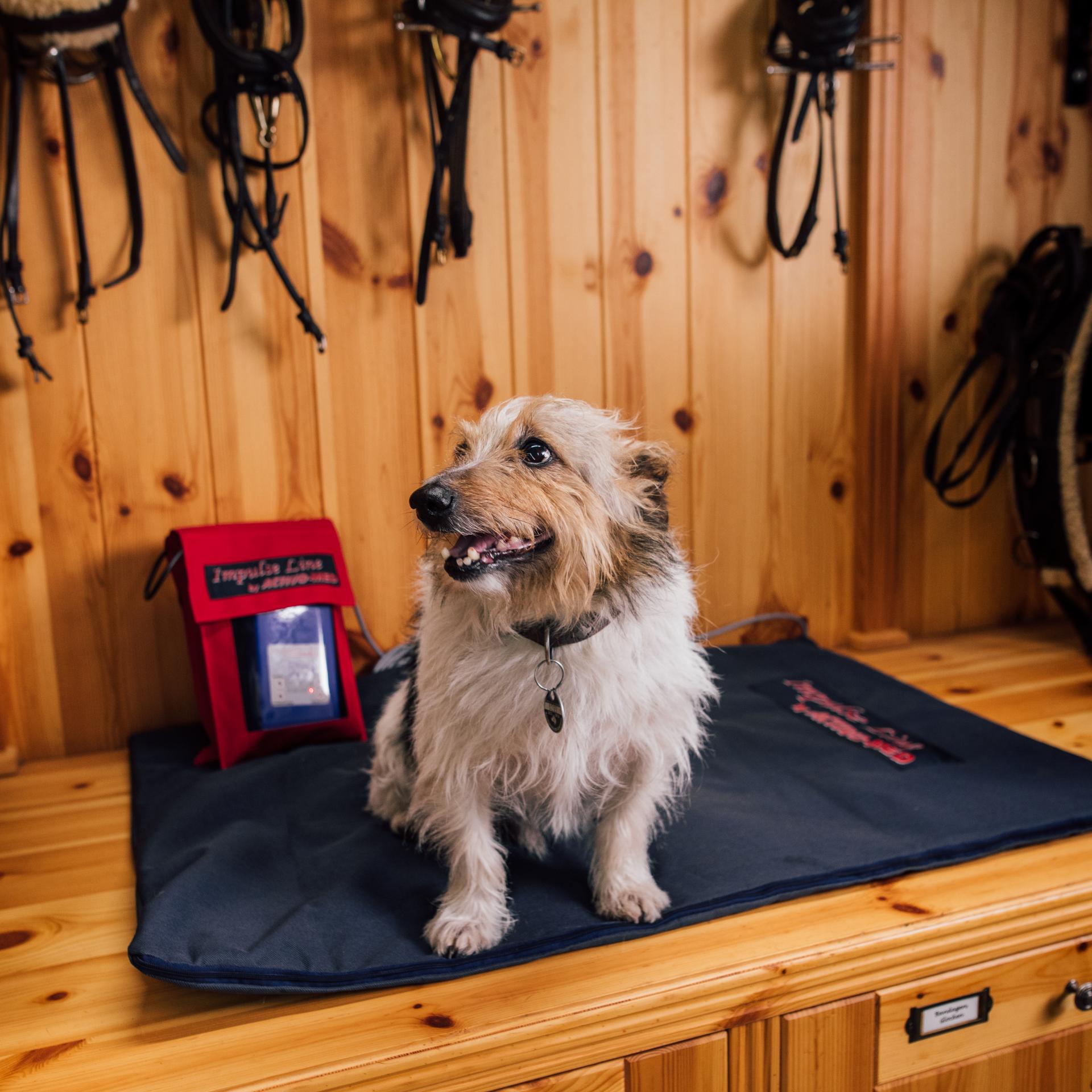 ActivoMed Hundematte Skippy sitzend in der Sattelkammer auf Matte